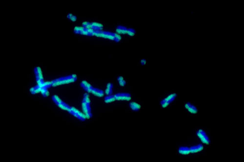 Fluorescent microscope image showing several chromosomes stained in blue and green against a black background.